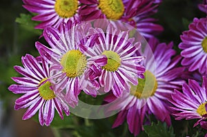 Purple daisies