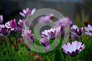 Purple daisies Dimorphotheca ecklonis or cape marguerite