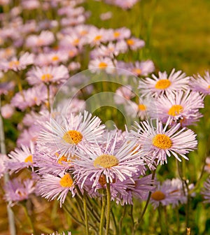 Purple daisies in field