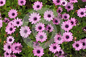 Purple daisies in full bloom