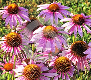 Purple daisies