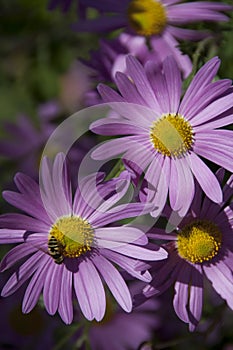 Purple Daisies & Honey Bee