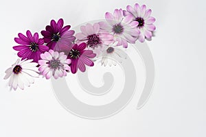 Purple daisies