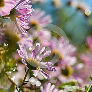 Purple daisies with rain drops