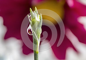 Purple Daisies Refracted in Water Droplets on top of Flower Stem