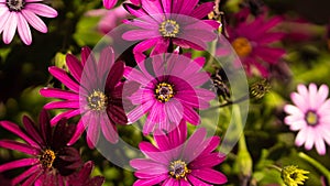 Purple daisies surrounded by other pink daisies in a flowerpot