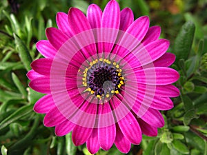 Purple daisy