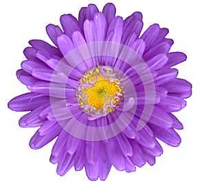 Purple daisy photo