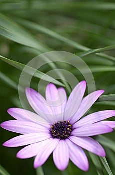Purple daisy