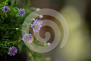 Purple daisy or brachyscome multifida flowers on nature background