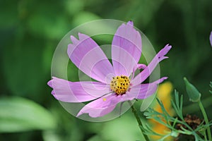 Purple Daisy from Brooklyn Botanic Gardens