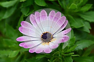 Purple Daisy close up
