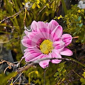 Purple daisy fine art flower photography