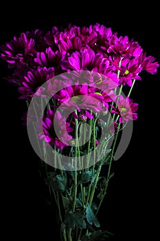 Purple daisy flower bunch