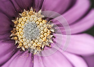Purple Daisy Flower Close Up