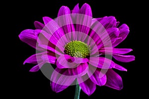 Purple daisy flower macro
