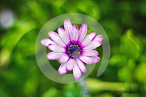 Purple Daisy Flower Macro shot
