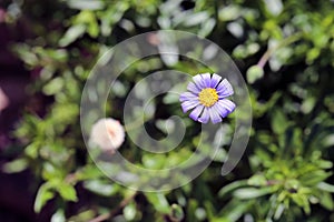 Purple Daisy Flower on a Meadow in Madeira