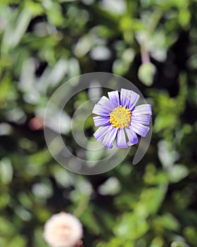 Purple Daisy Flower on a Meadow in Madeira