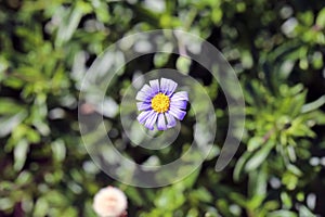 Purple Daisy Flower with Soft Green Background
