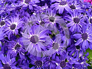 Purple daisy flowers