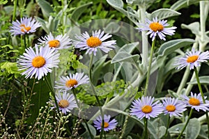 Purple daisy flowers