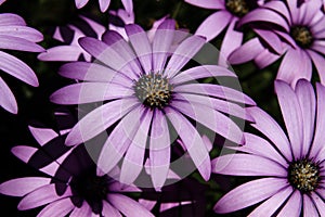 Purple daisy flowers close up