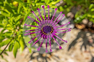 A purple daisy with furled petals
