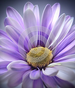 Purple Daisy Gerbera