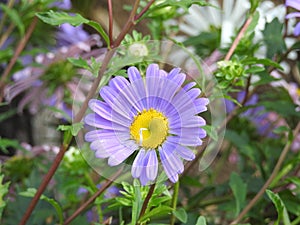 The purple daisy are rarer than white but they are also very beautiful.