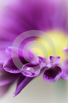 Purple Daisy with a water drop