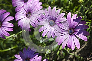 Purple daisy and water droplets. A group of purple daisies.