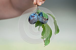 Purple damsons plums in hand of woman