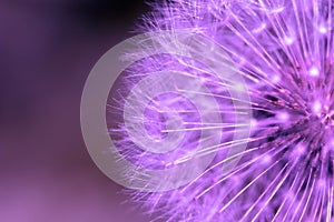 Purple dandelion.