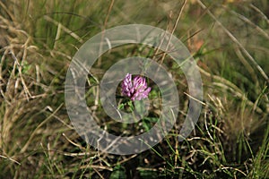 Purple dandelion the mountain meadow