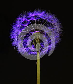 Purple Dandelion Seed Head on Black Background