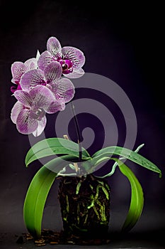 Purple dappled orchid with roots on black background