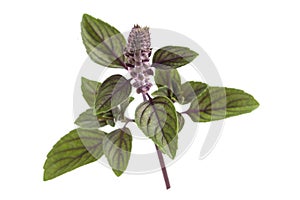 Purple Dark Opal Basil,fresh red basil herb leaves isolated on white background.