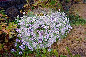 Purple Dasie flowers in the garden