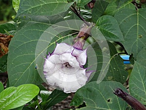 Purple datura flower