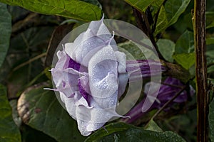 Purple datura flower with dewdrop.