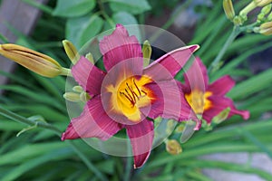 Purple day lily