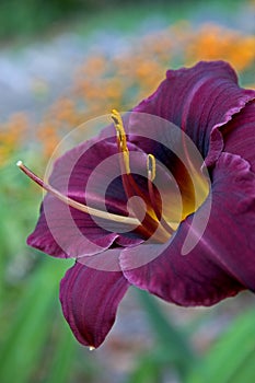 Purple Day Lily Close-Up