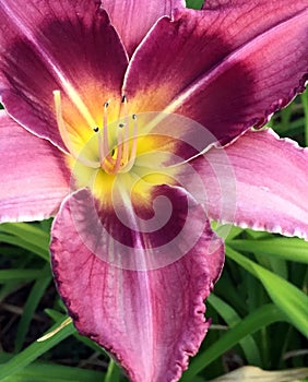 Purple Day Lily