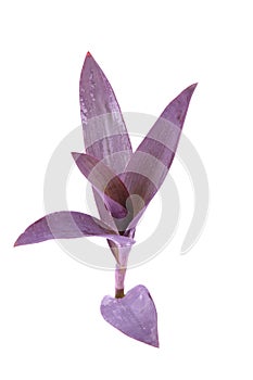 Purple dayflower photo