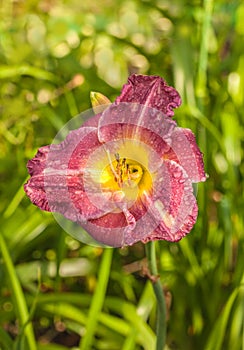 Purple daylily flower with dew droplets