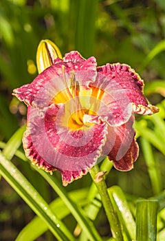 Purple daylily hemerocallis