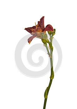 Purple Daylily hemerocallis on white background isolated.