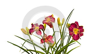 Purple daylily hemerocallis on a white background isolation