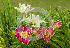 Purple daylily hemerocallis  and white  lily   on  summer garden